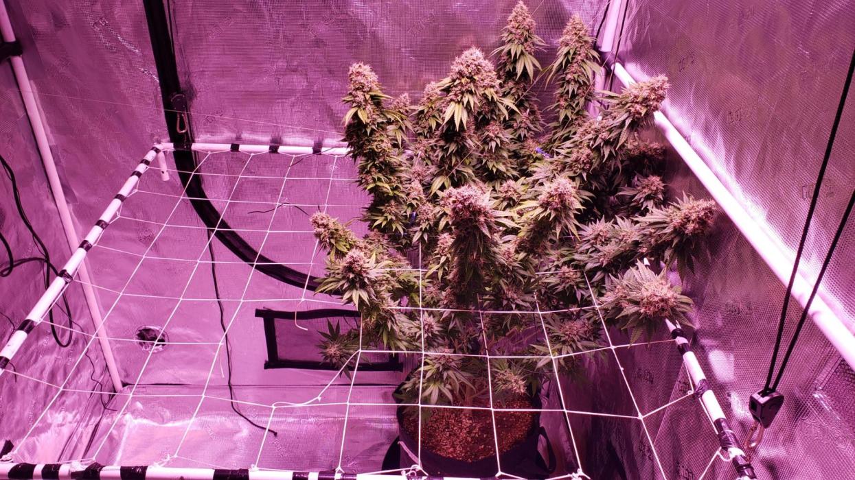 Tribute to willie nelson- the man. Week 22 - Ygriega  154 days ,83 days flower 