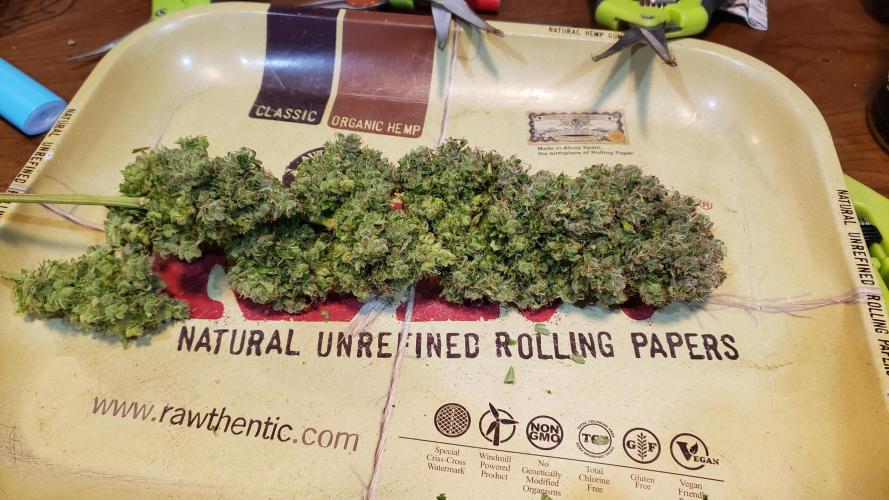 Tribute to willie nelson- the man. Week 24 - Ygriega wet sample  171 days old, 100 days flower 