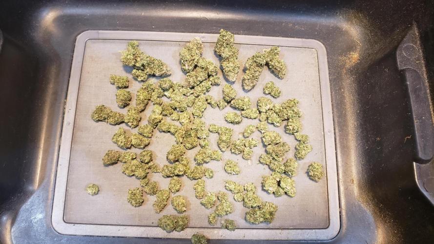 Tribute to willie nelson- the man. Week 20 - Gorrilla ,Already burned threw over 38 grams before got my final photo done 