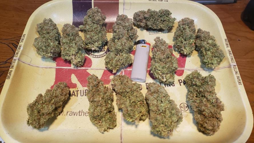 Tribute to willie nelson- the man. Week 25 - The ygriega produces large potent buds ,some of the biggest ones 