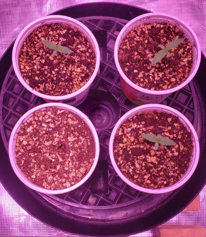 World of seeds, seedsman ,00. Week 0 - Back row front right 8 days old ,front left 3 days old 