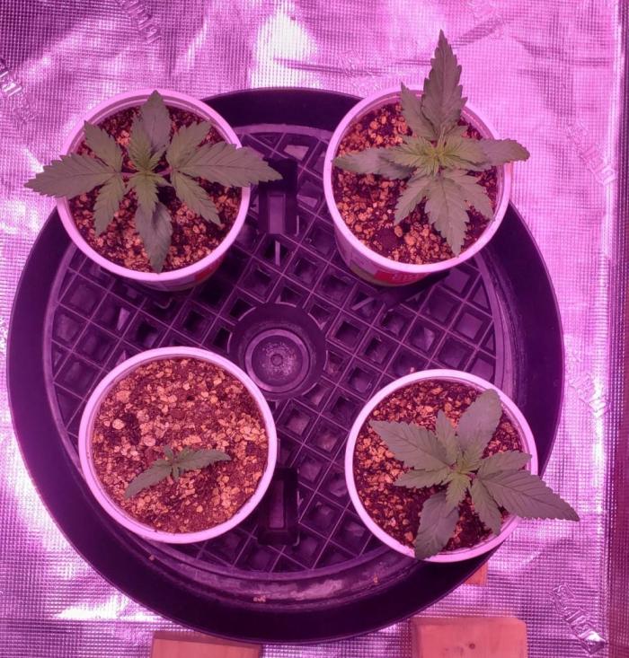 World of seeds, seedsman ,00. Week 2 - Front left 11 days old ,all others 16 days old 
