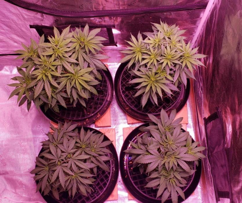 World of seeds, seedsman ,00. Week 6 - Front left 39 days old ,all others  44 days old 