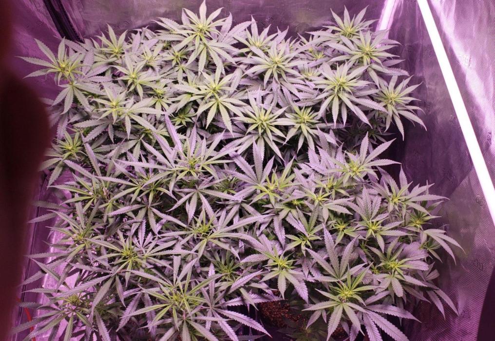 World of seeds, seedsman ,00. Week 11 - Front left 74 days old ,others 78 days old ,11 days flower  ,8 ft2 canopy  