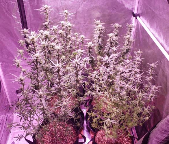 World of seeds, seedsman ,00. Week 12 - Front left 87 days old ,all others 91 day old ,day 24 flower 