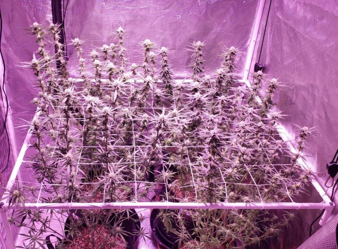 World of seeds, seedsman ,00. Week 12 - Slide scrog done  93 days old , front left 89 days ,26 days flower 