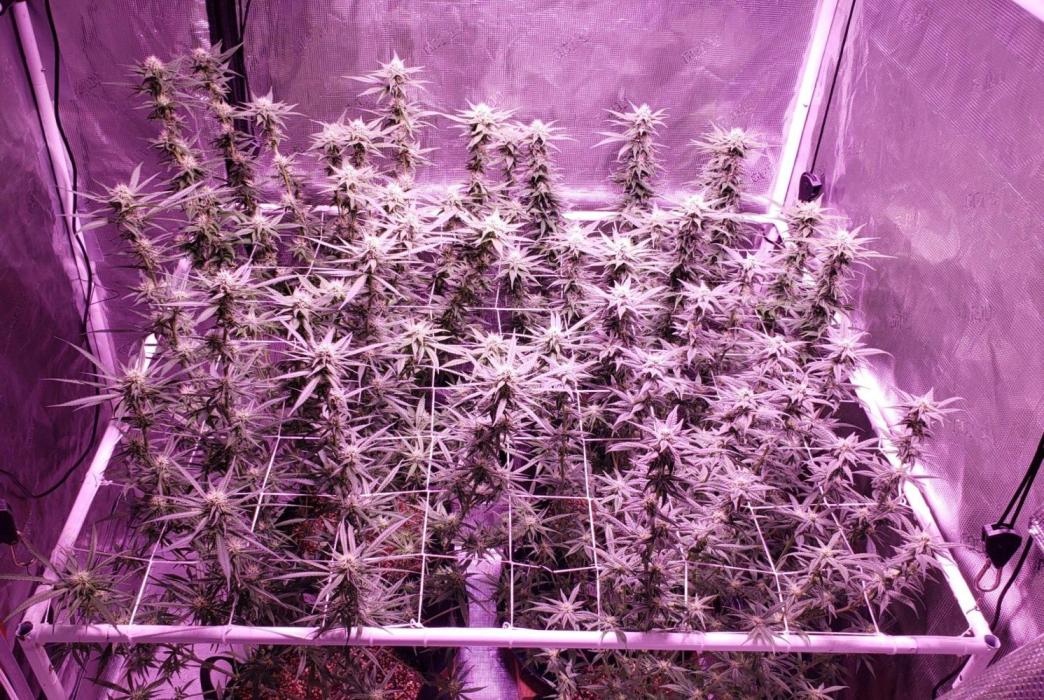 World of seeds, seedsman ,00. Week 13 - Front left 93 days old ,all others 97 days old ,30 days flower 