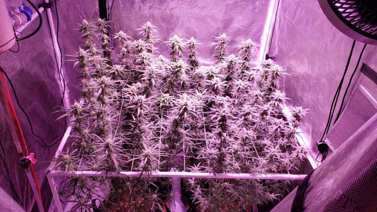 World of seeds, seedsman ,00. Week 14 - Front left 98 days old ,all others 102 ,35 days flower, 8 ft2 canopy