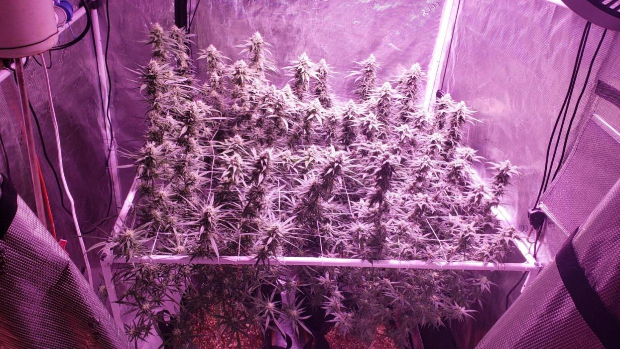 World of seeds, seedsman ,00. Week 15 - Front left 106 days old all others 110 days old ,43 days flower