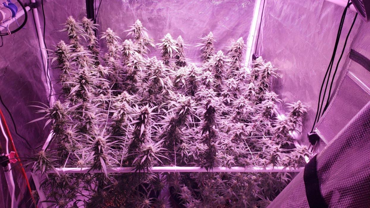 World of seeds, seedsman ,00. Week 16 - Front left 112 days old ,others 116 days old ,49 days flower 