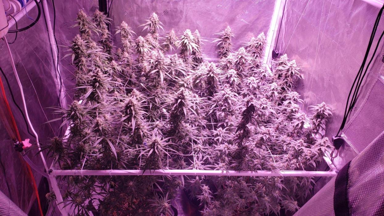 World of seeds, seedsman ,00. Week 17 - Front left 119 days old ,all others 123 ,56 days flower 