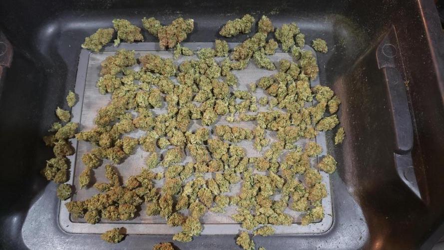 Tribute to willie nelson- the man. Week 22 - Jack herer already went threw 23 grams before final photo 