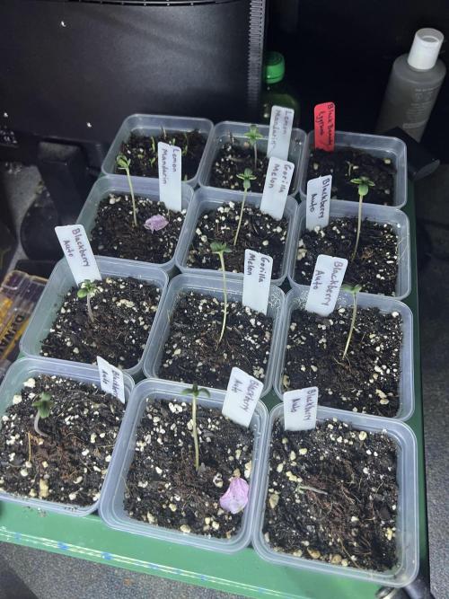 NYC Grow. Week 4 - Starter dome with led strips 
April 23rd