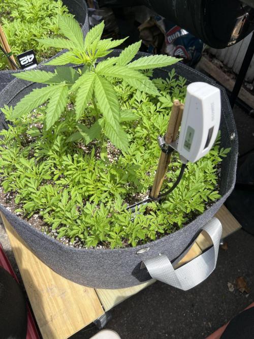 NYC Grow. Week 4 - Lemon mandarin 

