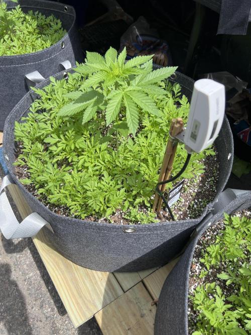 NYC Grow. Week 4 - Gorilla melon 