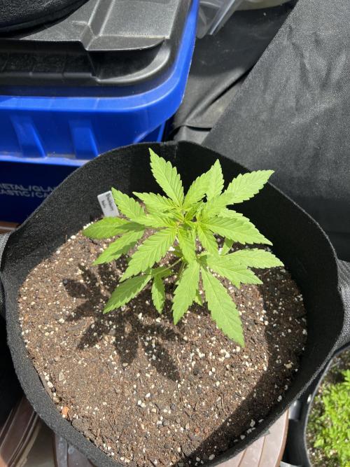 NYC Grow. Week 4 - BlackBerry auto mutant 
3 leaves instead of 2 every sprout 