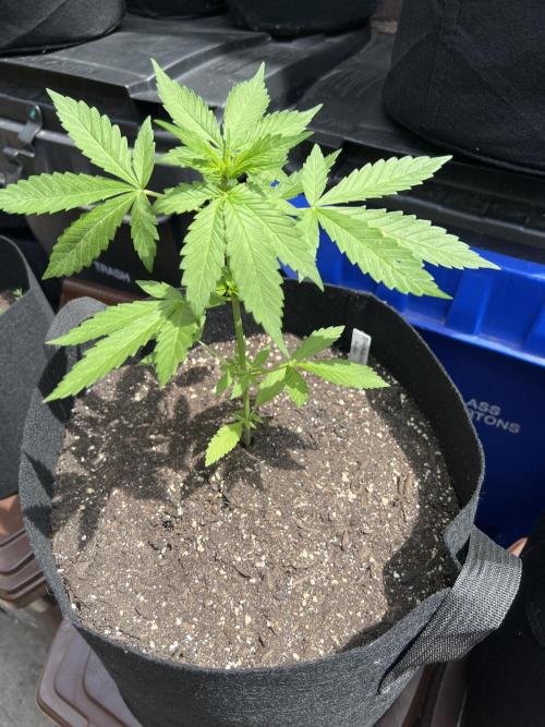 NYC Grow. Week 4 - BlackBerry auto tall