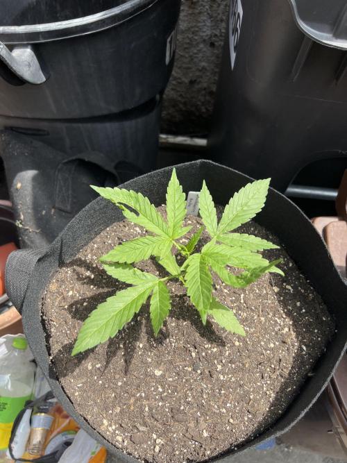 NYC Grow. Week 4 - BlackBerry auto 