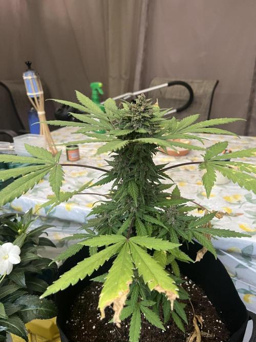 NYC Grow. Week 11