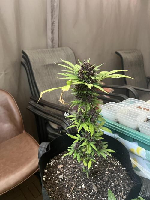 NYC Grow. Week 11