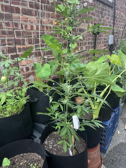 NYC Grow. Week 11