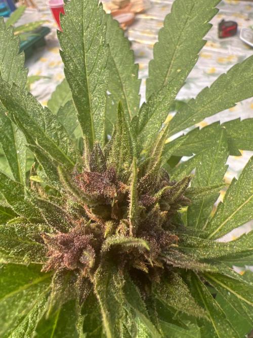 NYC Grow. Week 11