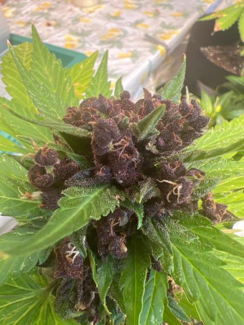 NYC Grow. Week 11