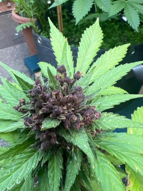 NYC Grow. Week 11