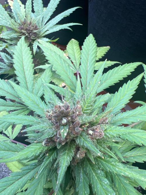 NYC Grow. Week 11