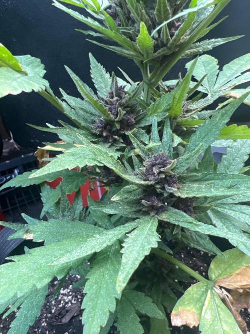 NYC Grow. Week 11