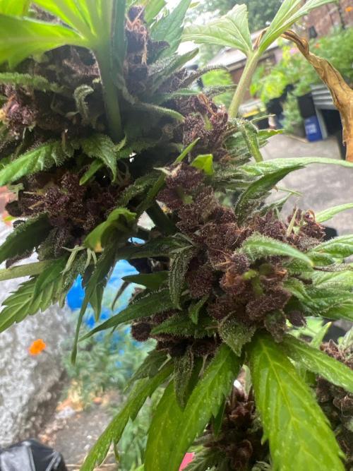 NYC Grow. Week 11