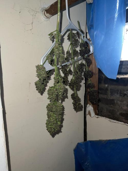 NYC Grow. Week 11