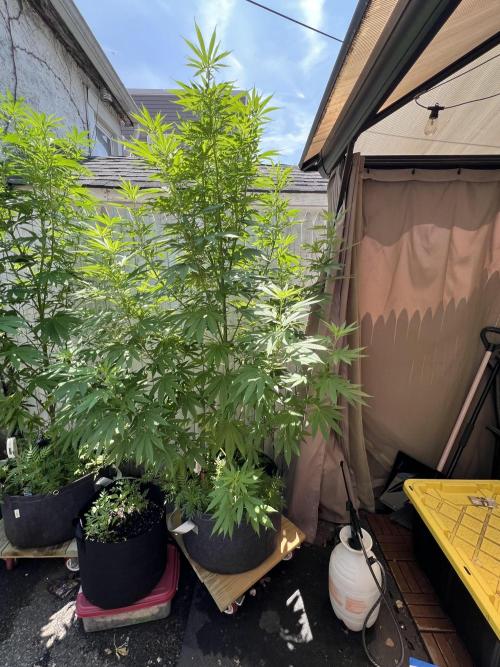 NYC Grow. Week 5 - Lemon Mandarin sitting at 6’2” with 8 main stalks 