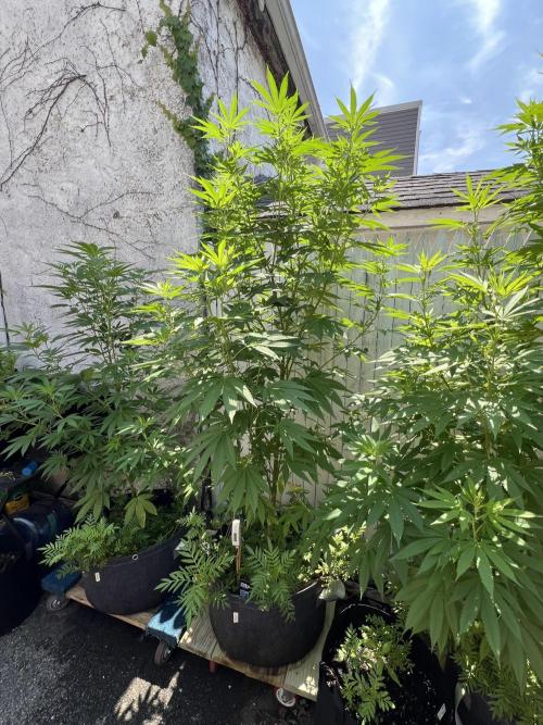 NYC Grow. Week 5 - Gorilla Melon sitting at 6’3” with 8 main stalks 