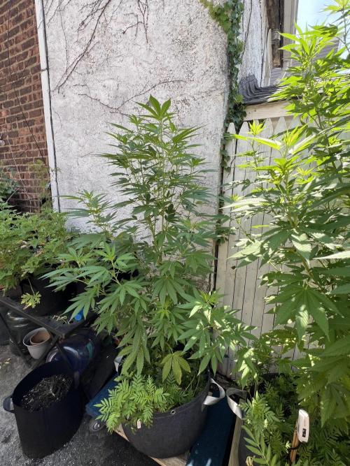NYC Grow. Week 5 - Gorilla Melon sitting at 4’9” with 8 main stalks 
