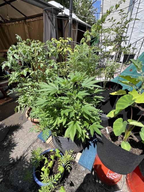 NYC Grow. Week 5 - Fast flower sitting at roughly 2’5” with 2 main stalks 
