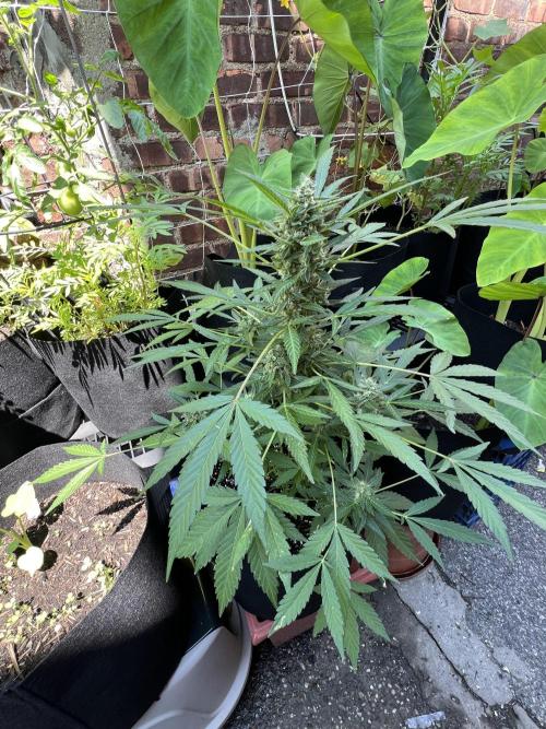 NYC Grow. Week 5 - Mendo frost auto still swelling them buds up, looking frosty and smelling good