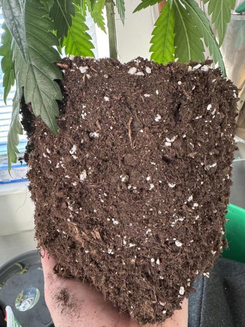 Barneys Farm Candy 🍭. Week 6 - Roots development