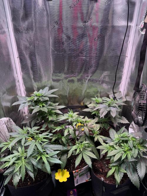 Barneys Farm Candy 🍭. Week 6