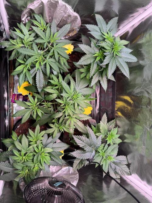 Barneys Farm Candy 🍭. Week 6