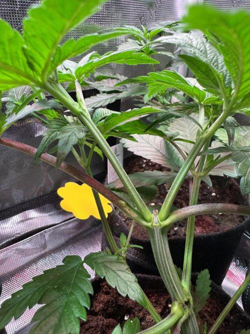 Barneys Farm Candy 🍭. Week 6