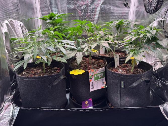 Barneys Farm Candy 🍭. Week 6