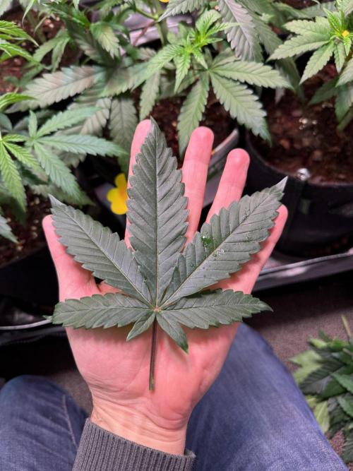 Barneys Farm Candy 🍭. Week 6 - Defoliation