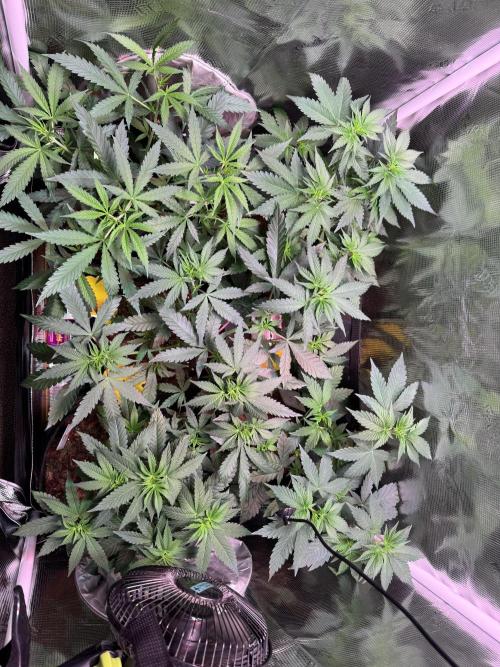 Barneys Farm Candy 🍭. Week 7