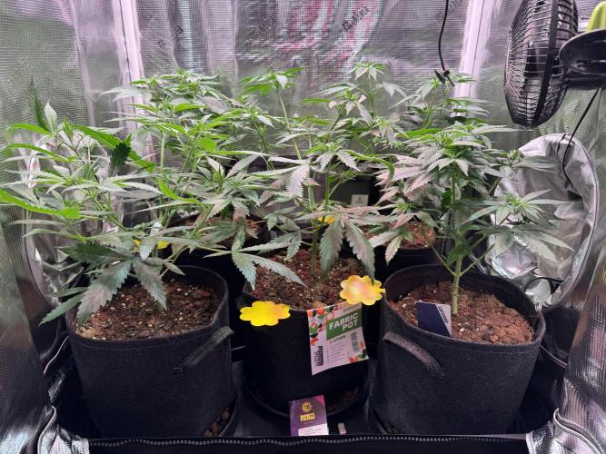 Barneys Farm Candy 🍭. Week 7