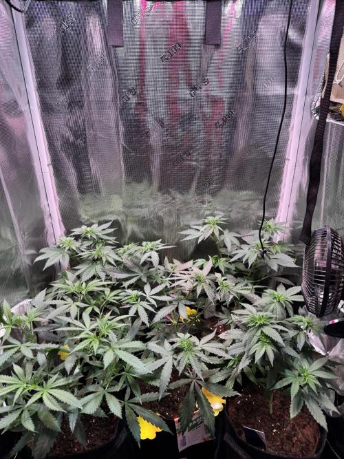 Barneys Farm Candy 🍭. Week 7