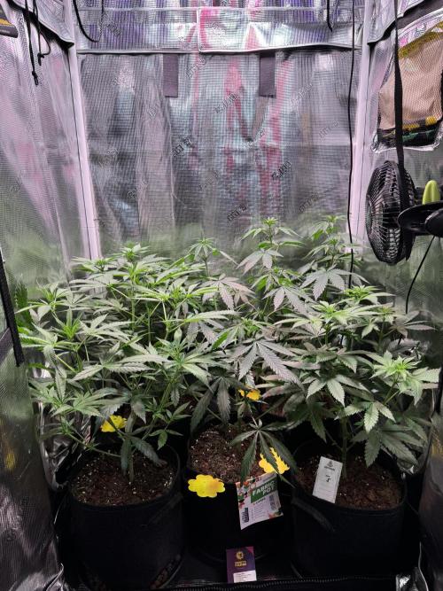 Barneys Farm Candy 🍭. Week 8