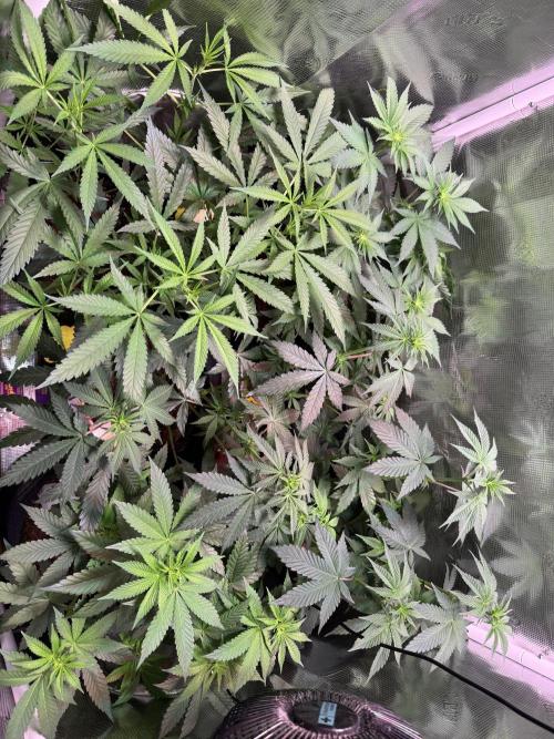 Barneys Farm Candy 🍭. Week 8