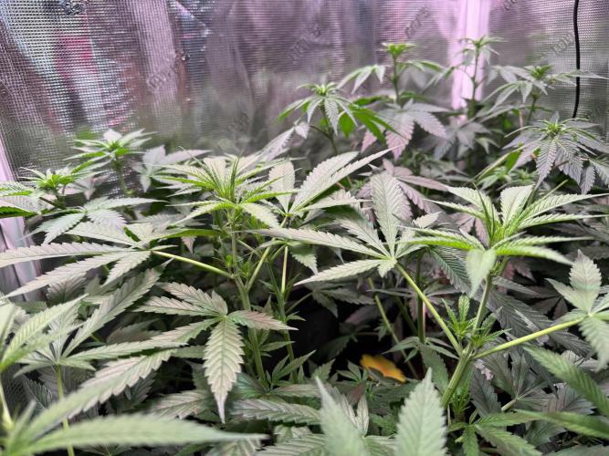 Barneys Farm Candy 🍭. Week 8