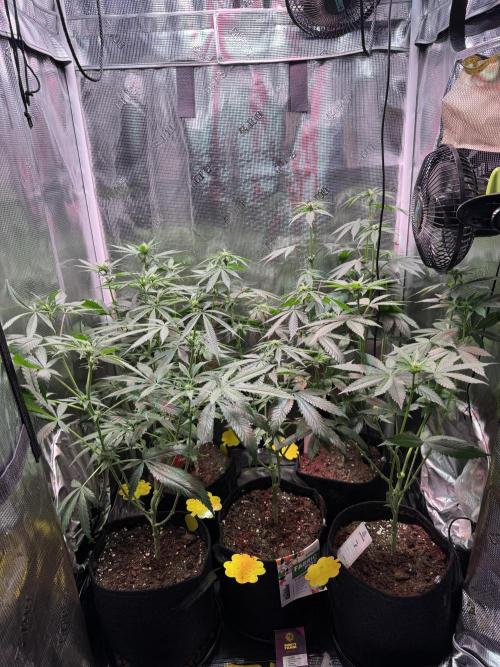 Barneys Farm Candy 🍭. Week 9